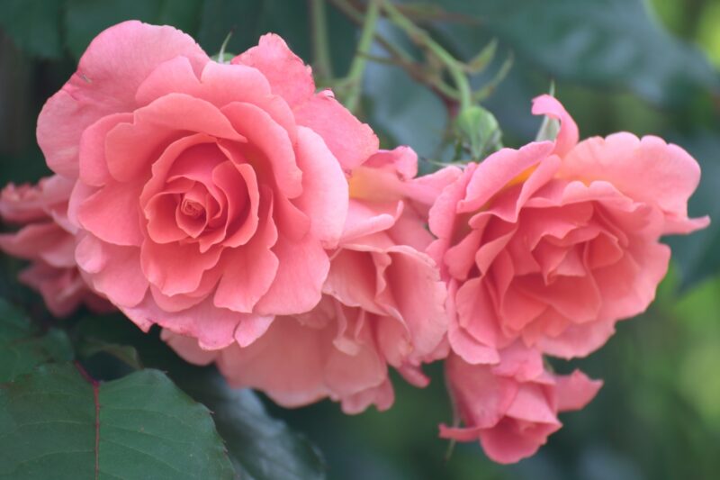 花の女王