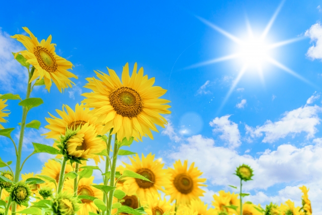 ひまわりとギラギラ照りつける太陽と青空