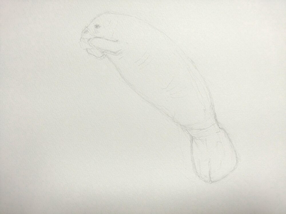 マナティのデッサン画(Step1)