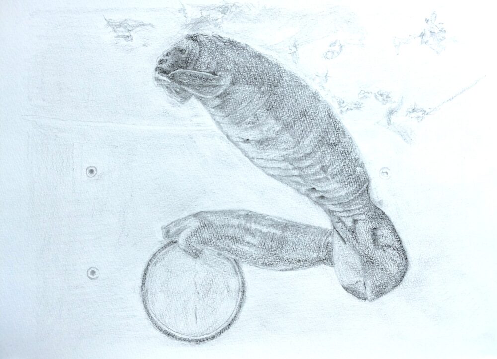 マナティのデッサン画(Step10)