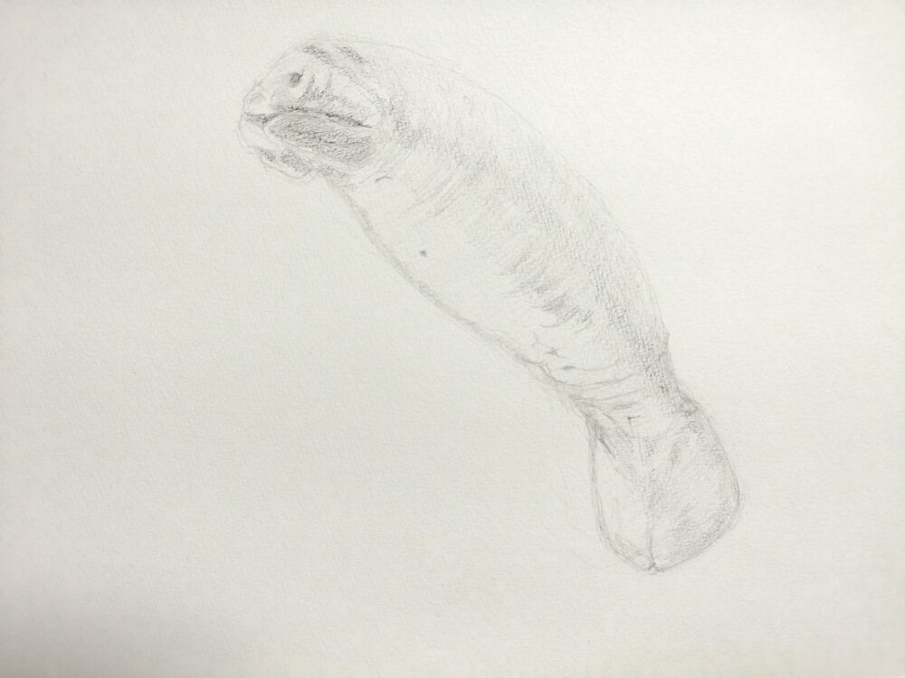 マナティのデッサン画(Step2)