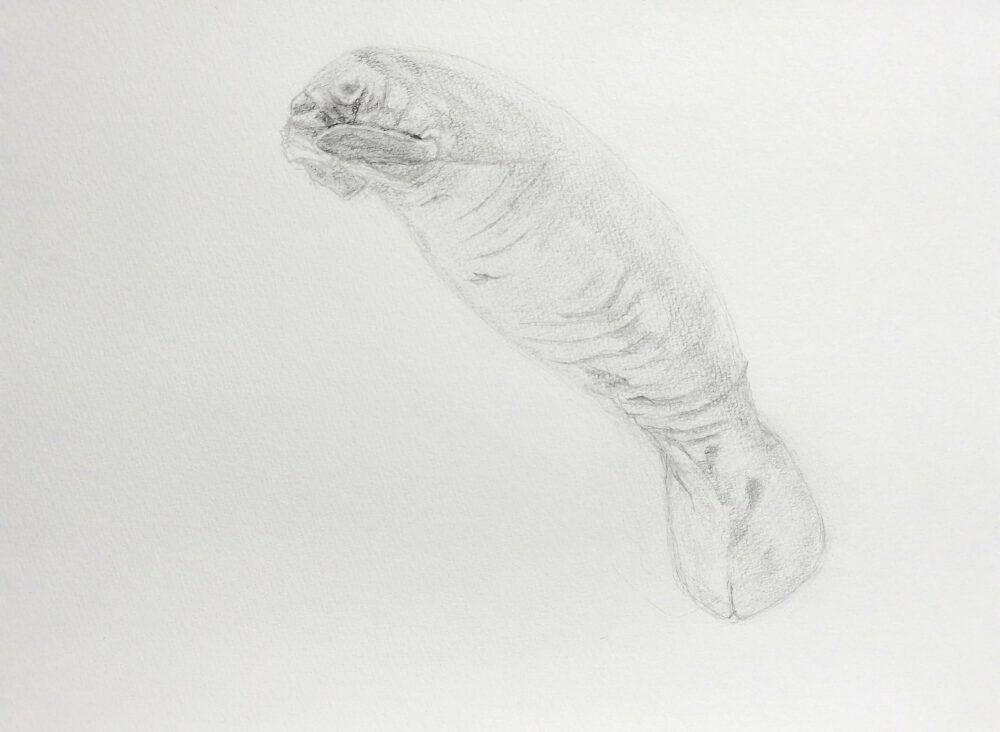 マナティのデッサン画(Step3)