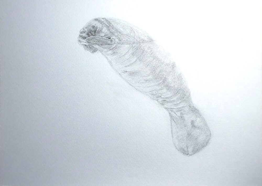 マナティのデッサン画(Step4)