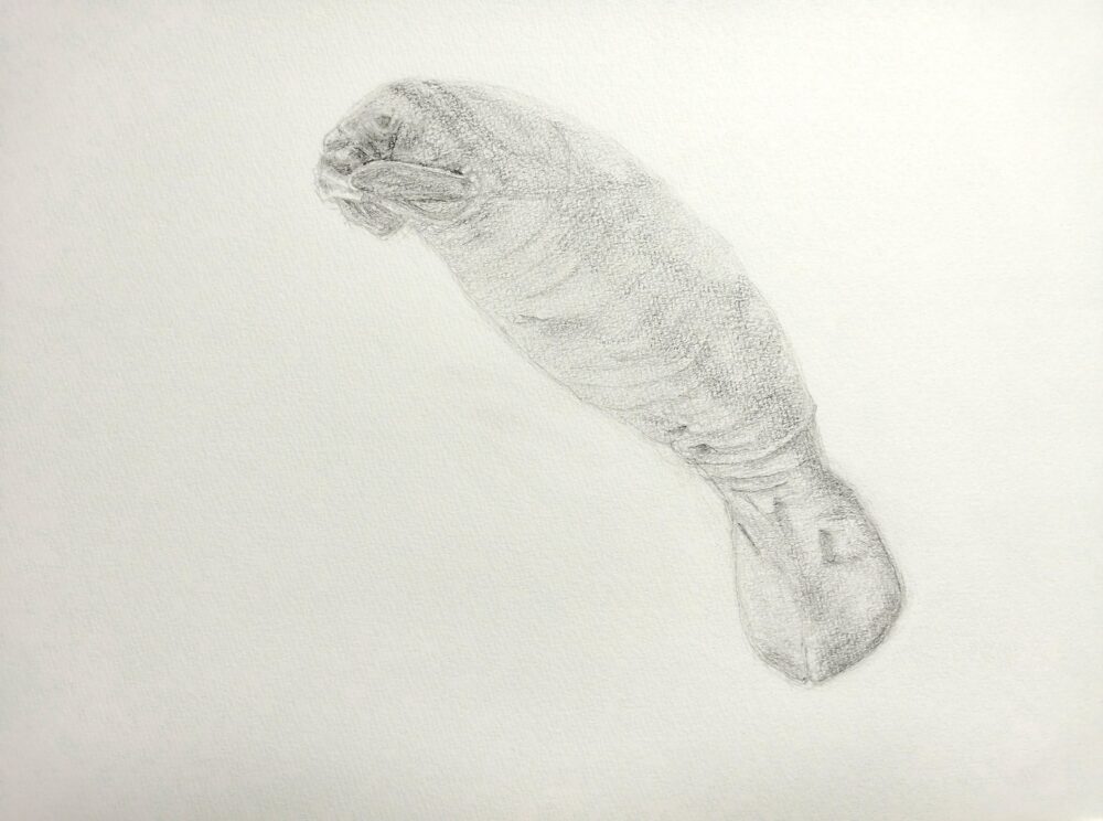 マナティのデッサン画(Step5)