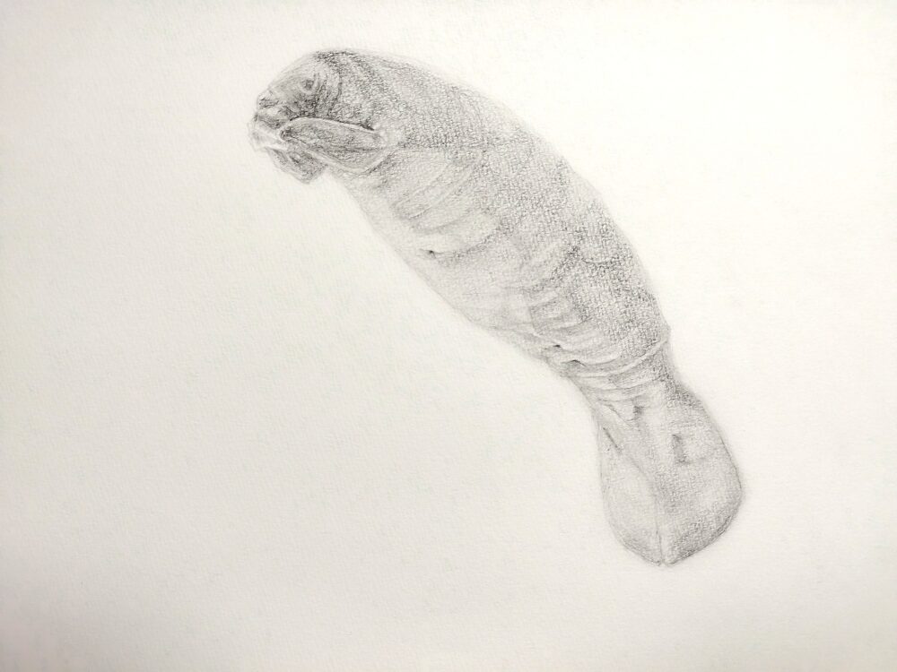 マナティのデッサン画(Step6)