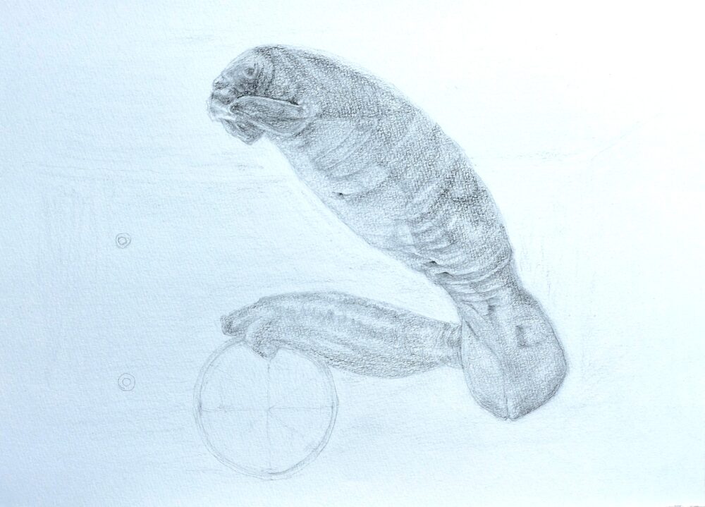 マナティのデッサン画(Step7)