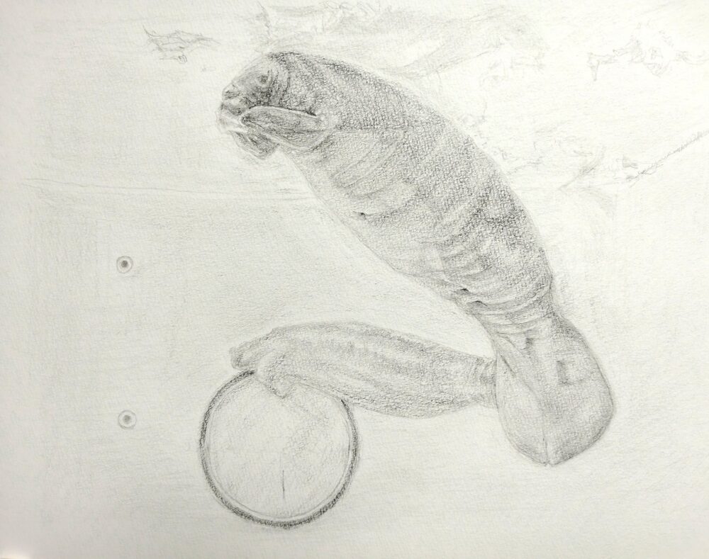 マナティのデッサン画(Step8)