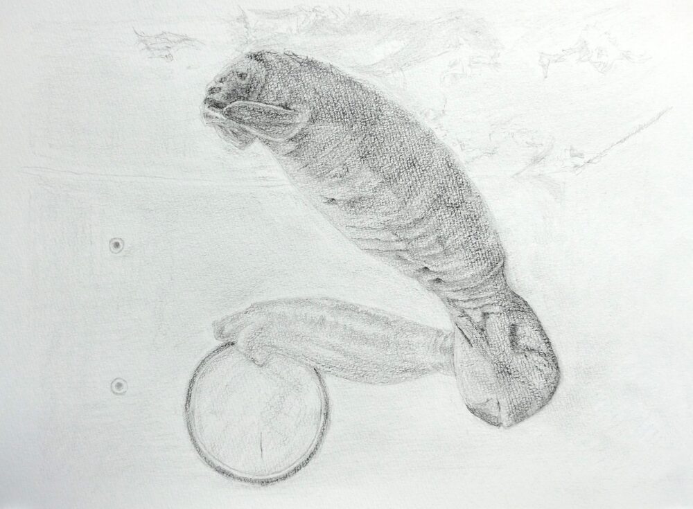 マナティのデッサン画(Step9)