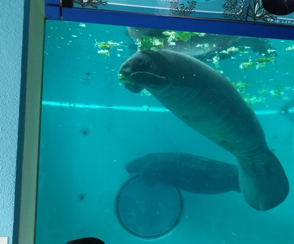 マナティの写真