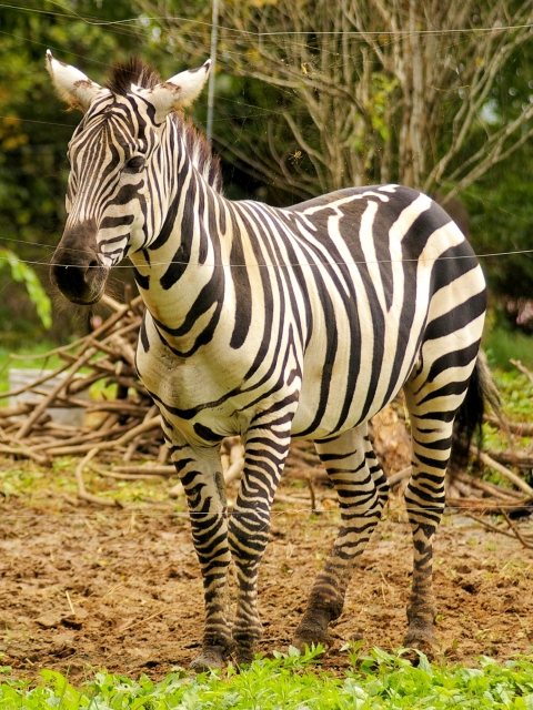 シマウマ